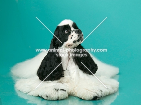 black and white Cocker Spaniel