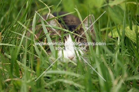 tabby and white young cat looking through blades of grass hunting and staring