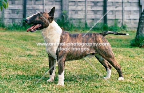 bull terrier standing on grass