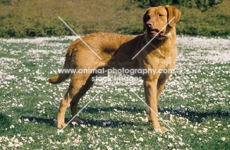 Chesapeake Bay Retriever standing in field