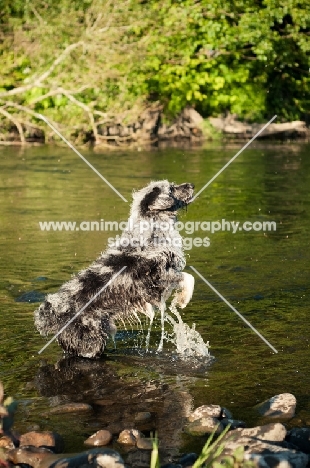 Lurcher jumping up in river