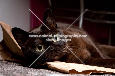 bombay cat lying on paper bag