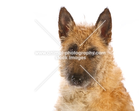 Lakenois on white background