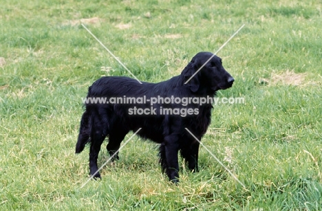 flatcoat retriever standing on grass