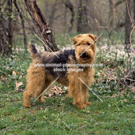 am ch ja-mar's felstead  welsh terrier,  untrimmed in usa