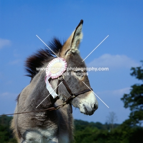 winning donkey with rosette