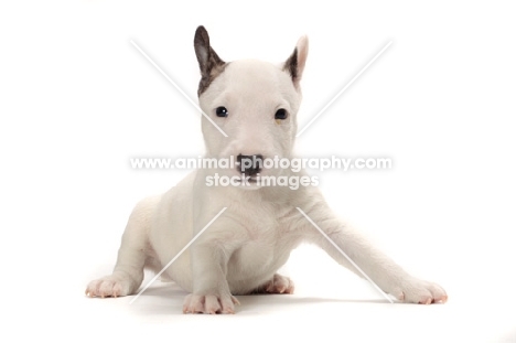 miniature Bull Terrier puppy on white background