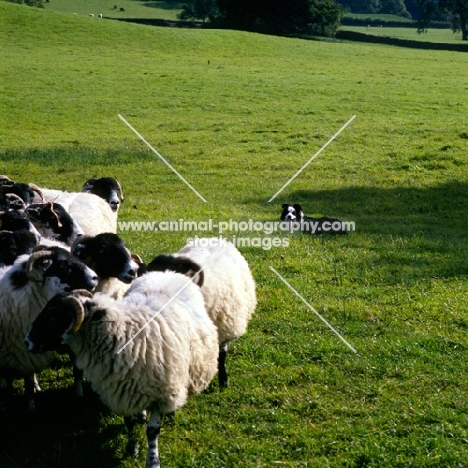 border collie keeping an eye on some sheep