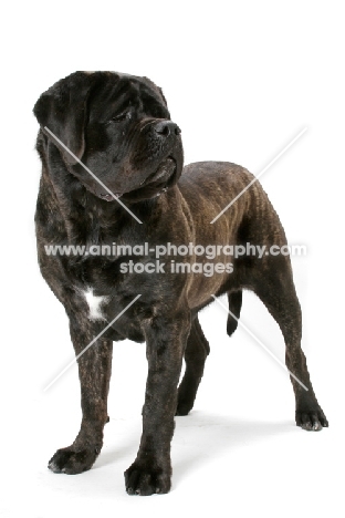 Brindle Mastiff on white background