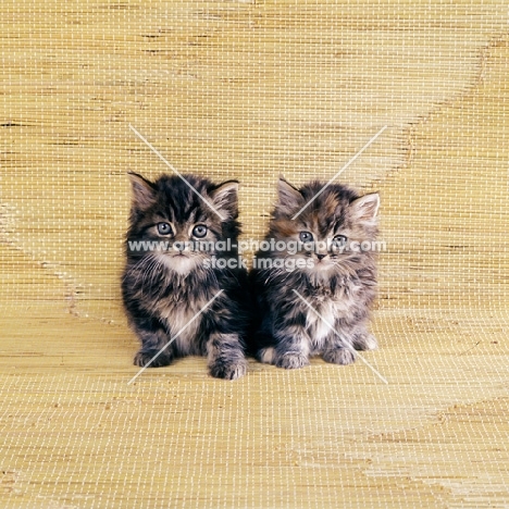two brown tabby long hair kittens