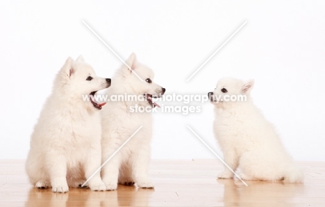 three American Eskimo puppies looking at each other 
