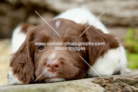 cute English Springer Spaniel puppy