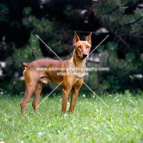 adzi z keltske hory cs, alert pinscher with cropped ears