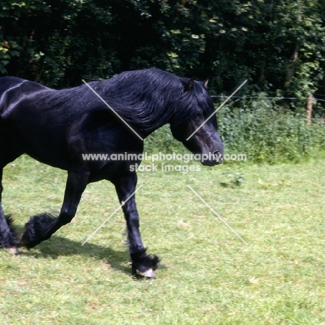 Fell Pony stallion trotting