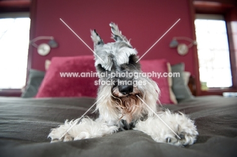 Salt and pepper Miniature Schnauzer on bed with legs splayed.