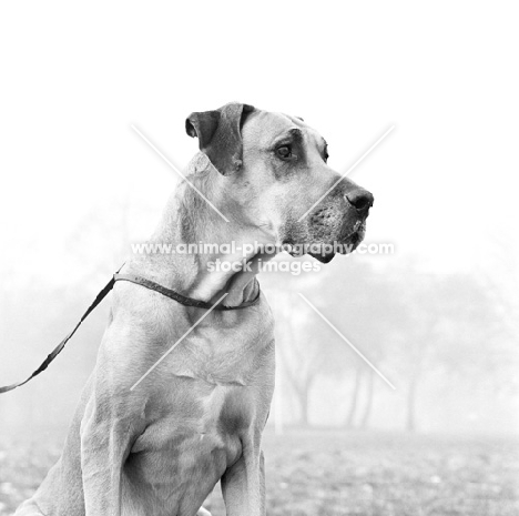 great dane on lead in misty field