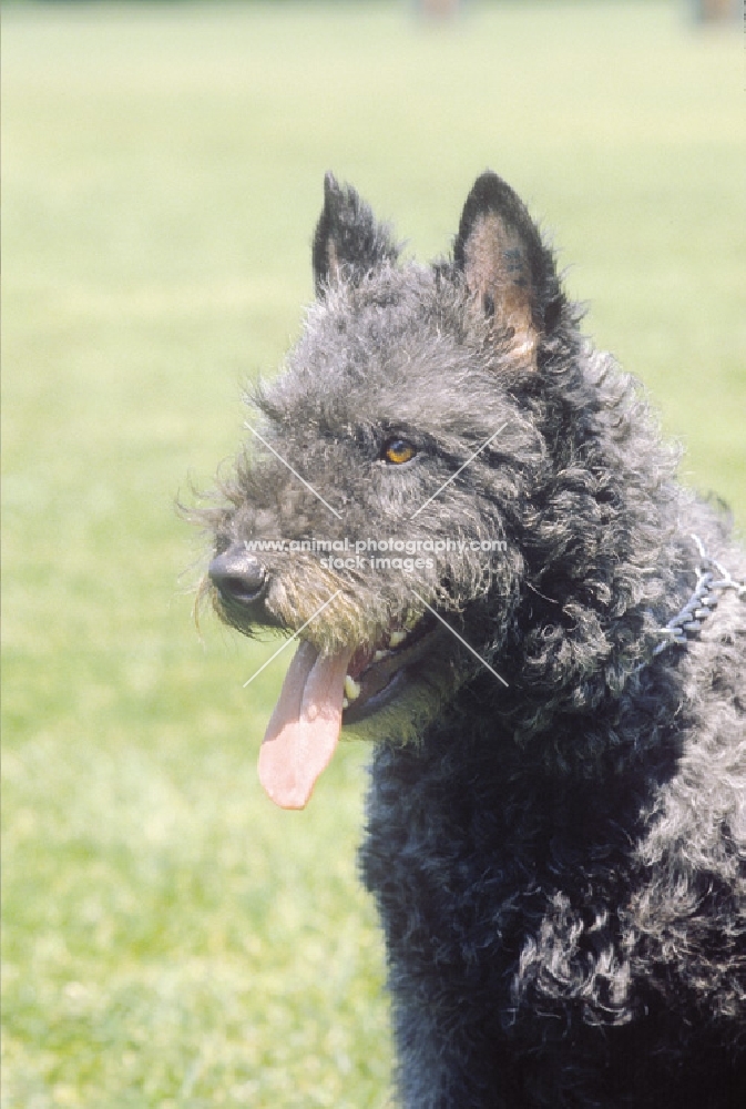 Nederlandse Herder - dutch sheepdog wirehaired, portrait