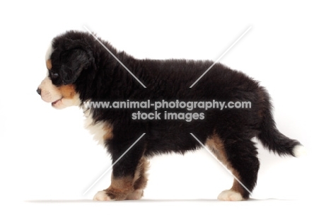 bernese Mountain dog puppy standing, side view