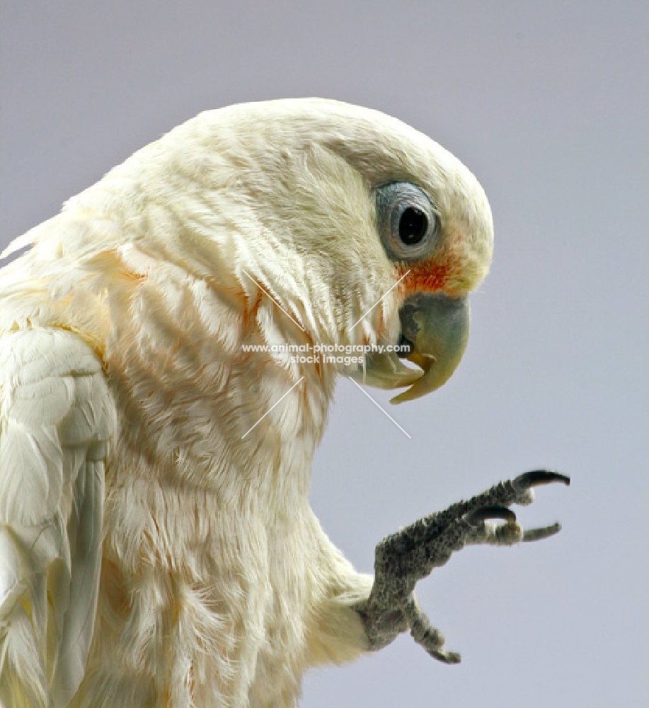 Salmon Crested Cockatoo