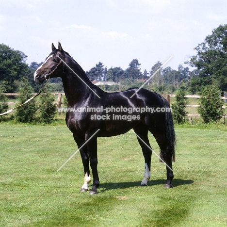 hanoverian stallion, atlanta