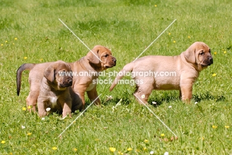 three Broholmer puppies