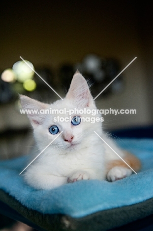 white kitten lying down