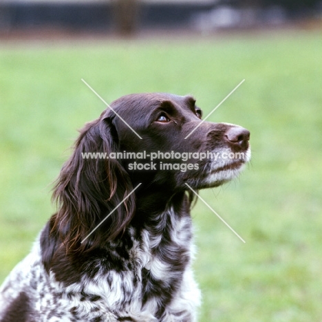 small munsterlander portrait