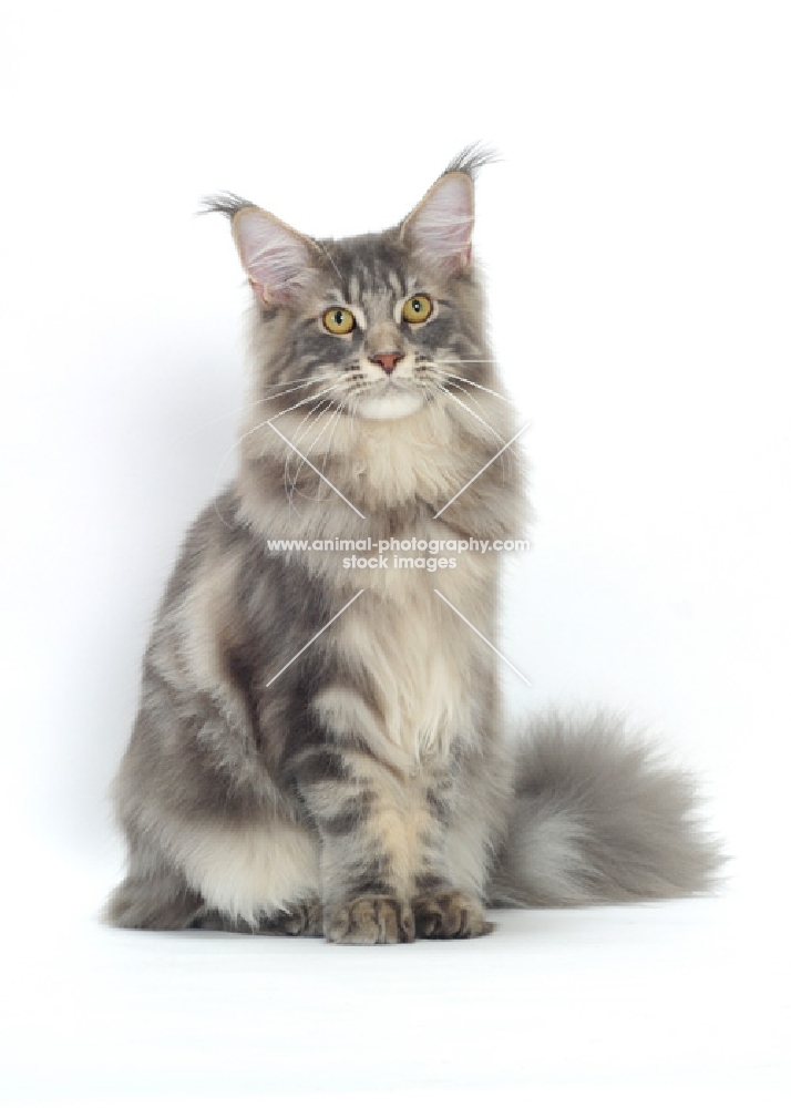 Blue Classic Tabby Maine Coon cat sitting on white background