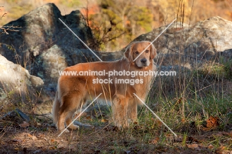 Golden Retriever side view