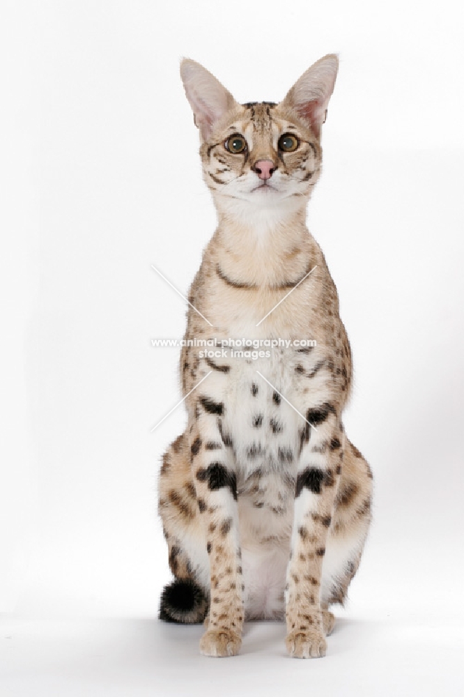 Spotted Savannah cat