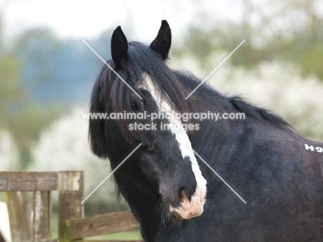 Shire horse looking back