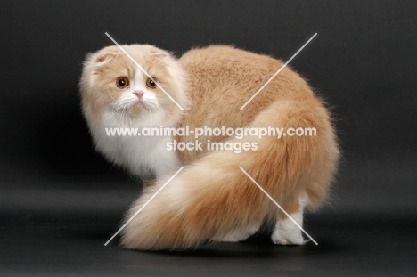 Scottish Fold Longhair, Cream Mackerel Tabby & White, turning