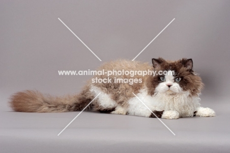 Seal Point & White Selkirk Rex
