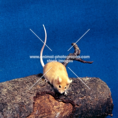 fawn mouse on a log