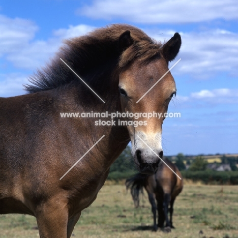 Exmoor pony head and shoulder showing mealy muzzle