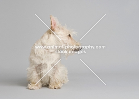 wheaten Scottish Terrier in studio on grey background.