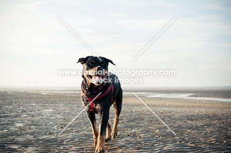 Rottweiler walking towards camera on empty beach landscape