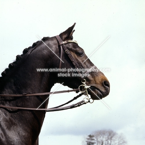 catherston night safe, riding pony, head study, owner jennie loriston-clarke. one of the most famous pony stallions ever produced in the uk. a prolific winner in hand and under saddle.