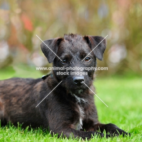 patterdale terrier puppy