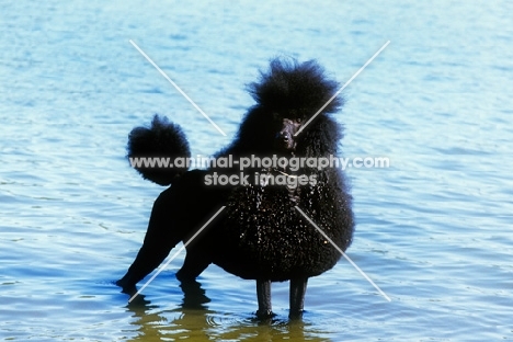 ch montravia tommy gun, standard poodle, bis crufts