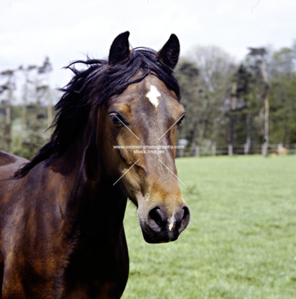 welsh cob, sec d, filly 