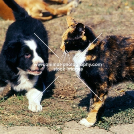 border collie puppy looking at a cat