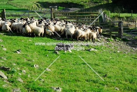 working Bearded Collie, herding sheep