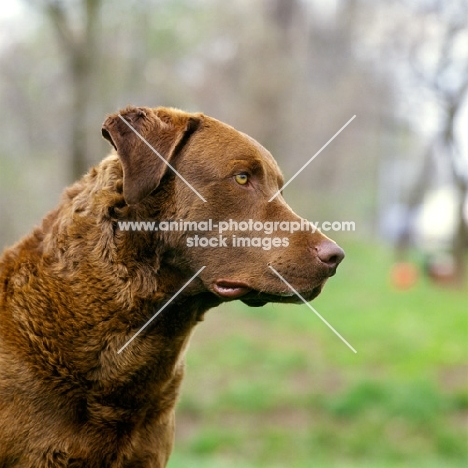 chesapeake bay retriever, portrait