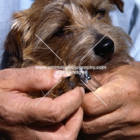 close-up of clipping a norfolk terrier's  nails 