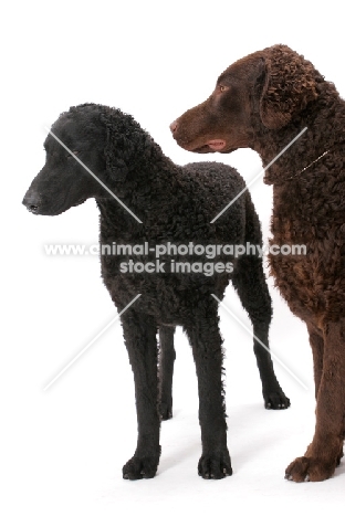 two Curly Coated Retrievers