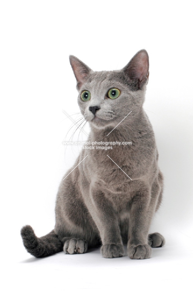 spay Russian Blue cat staring