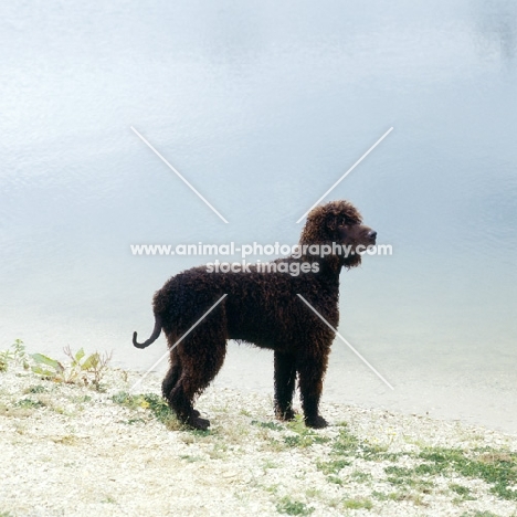 sh ch kellybrook joxer daly, irish water spaniel standing by water