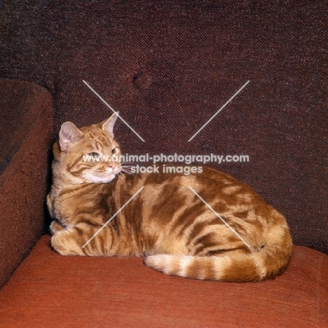 tabby cat lying on a chair