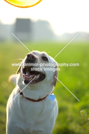 yellow labrador smiling 